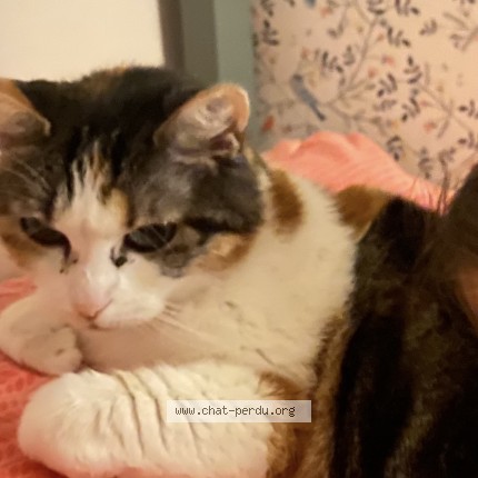 Photo de chat perdu à Roubaix