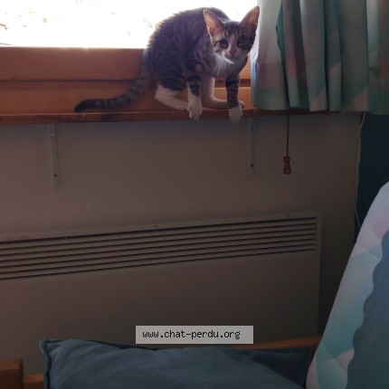 Photo 1/1 Tchoupette Chat perdu à Le Grau Du Roi