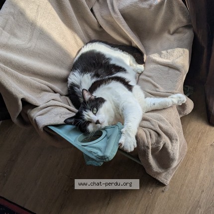 Photo de chat perdu à Lens