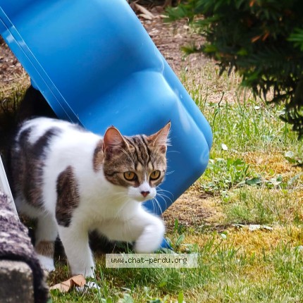 Photo 1/1 Bonnie Chat perdu à Poissy