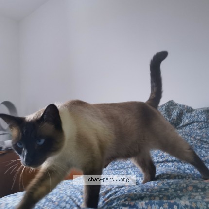 Photo de chat perdu à Verfeil