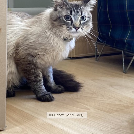 Photo de chat perdu à Coudekerque