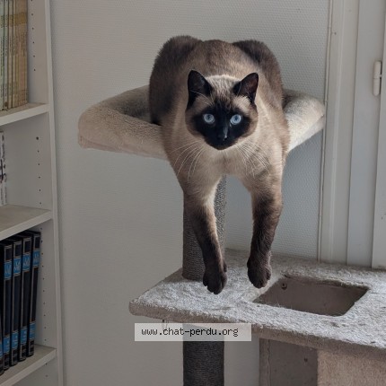 Photo de chat perdu à Nazelles Negron