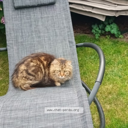 Photo 2/2 Freezby Chat perdu à Cherbourg En Cotentin