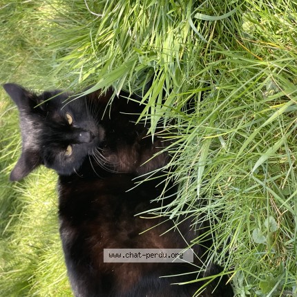 Photo 1/1 Chat retrouvé Perdu à Louviers