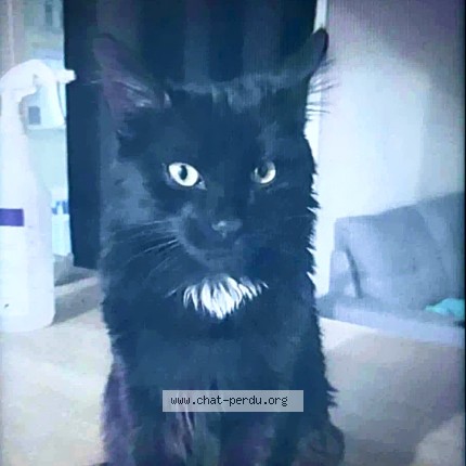 Photo 1/1 Luna Chat perdu à Aixe Sur Vienne