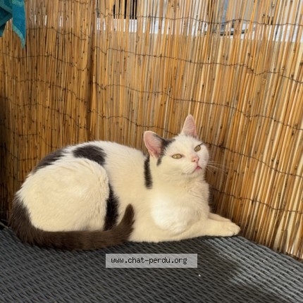 Photo de chat perdu à Saintes