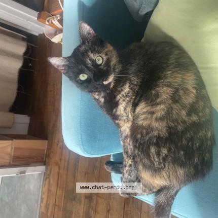 Photo de chat perdu à Bordeaux