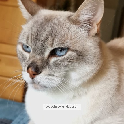 Photo de chat perdu à La Barre De Mont