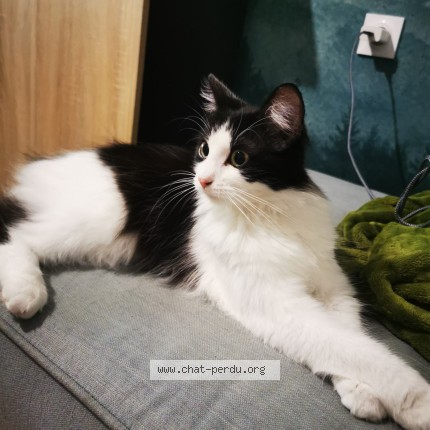 Photo de chat perdu à Castres Gironde