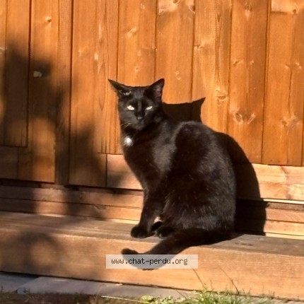 Photo de chat retrouvé à Clermont Ferrand