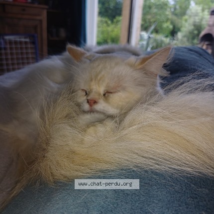 Photo de chat perdu à Soreze