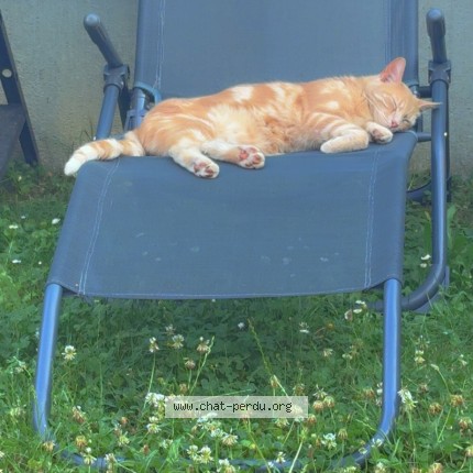 Photo 1/1 caramel Chat perdu à Chierry