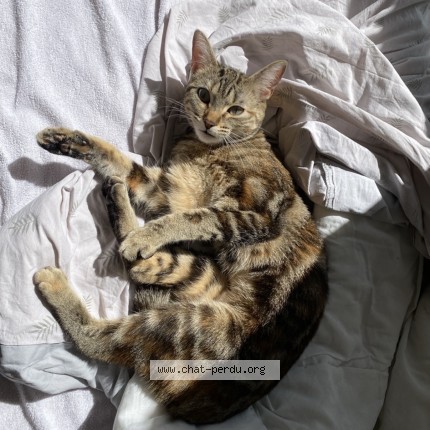 Photo 1/1 Chat retrouvé Perdu à Saint Andre Le Puy