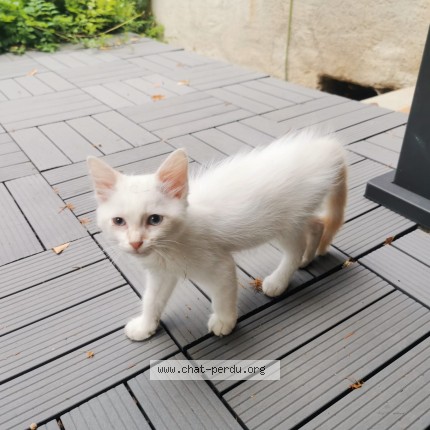 Photo 1/1 Chat trouvé Trouvé à St Genix Les Villages
