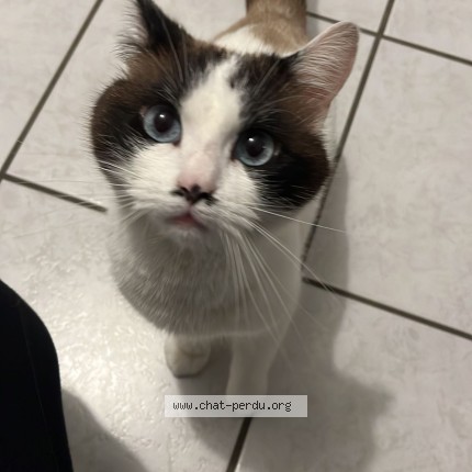Photo de chat perdu à Gouaux