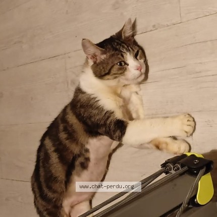 Photo de chat perdu à Clery En Vexin