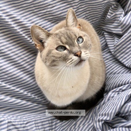 Photo de chat perdu à Bordeaux