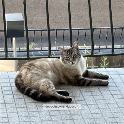 Photo 1/1 Héméro Chat perdu à Thouare Sur Loire