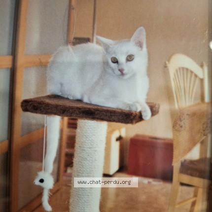 Photo 3/3 MIMINNE Chat perdu à La Clayette