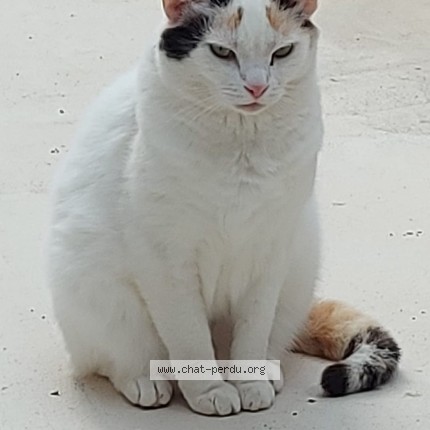 Photo de chat perdu à St Agnant Pres Crocq