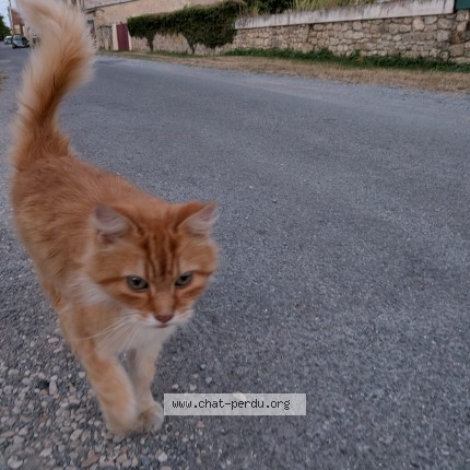 Photo de chat trouvé à Oeuilly