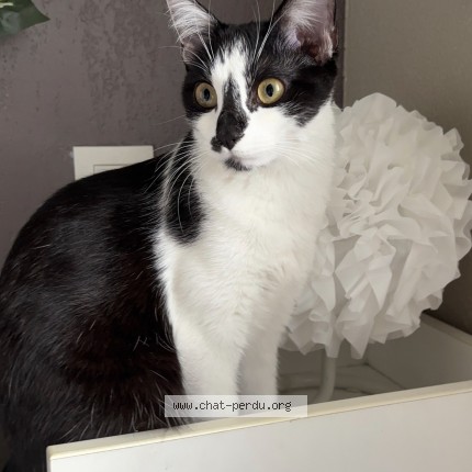 Photo de chat perdu à Tournefeuille