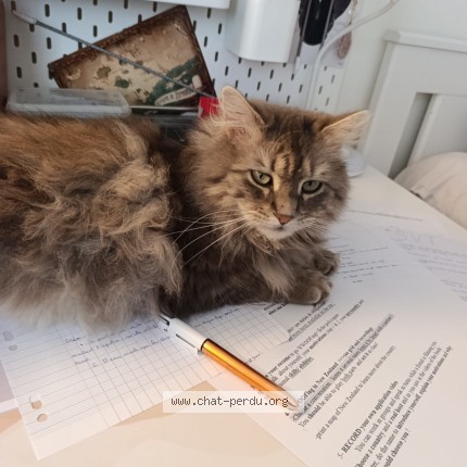 Photo de chat perdu à Perignat Les Sarlieve 63170