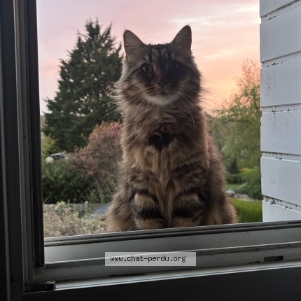 Photo de chat perdu à Le Thuit Simer