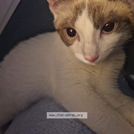 Photo 1/1 louna Chat perdu à Strasbourg