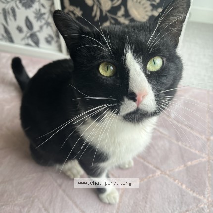 Photo de chat perdu à Nancy