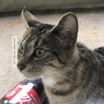 Photo 1/1 Chat trouvé Trouvé à Aulnay Sous Bois