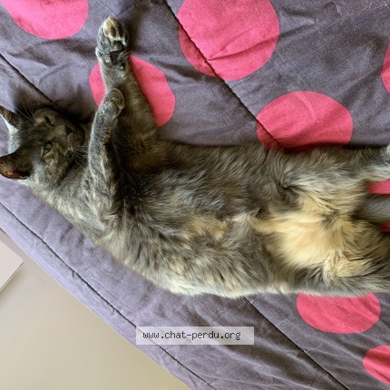 Photo de chat perdu à Dizy