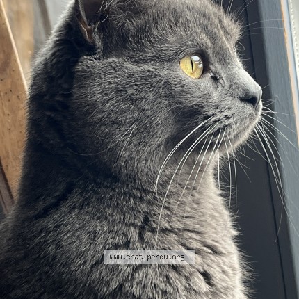 Photo 1/1 Shelby Chat perdu à Marvejols