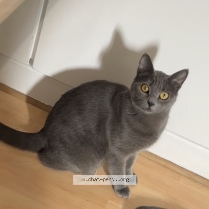 Photo de chat perdu à Perpignan