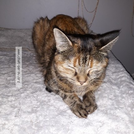 Photo de chat perdu à Bourg En Bresse