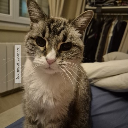 Photo de chat retrouvé à Cabariot