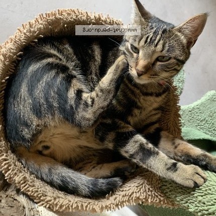 Photo de chat perdu à St Cere