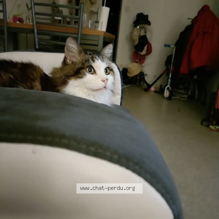 Photo de chat perdu à Merignac