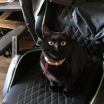 Photo de chat perdu à Bron