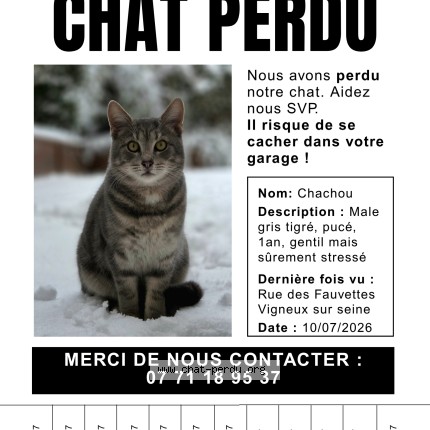 Photo 1/1 Tornado dit "Chachou" Chat perdu à Vigneux Sur Seine