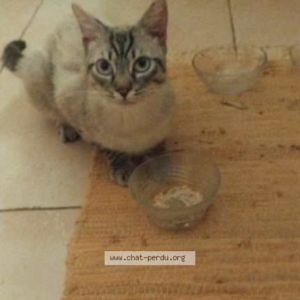 Photo de chat trouvé à Valdurenque