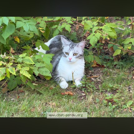 Photo de chat perdu à Champigny Sur Marne