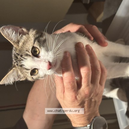 Photo 1/1 Chat trouvé Trouvé à Saint Malo