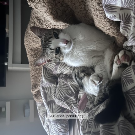 Photo de chat perdu à Borderes Sur L Echez