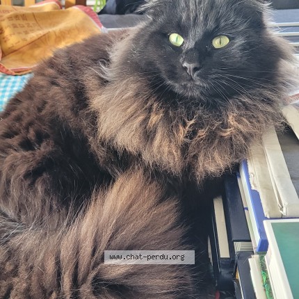 Photo de chat perdu à Oucques