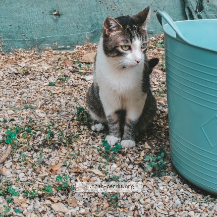 Photo de chat perdu à Ville Sous Anjou