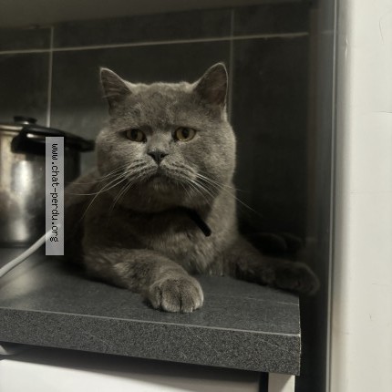 Photo 1/1 lolo Chat perdu à Aubervilliers