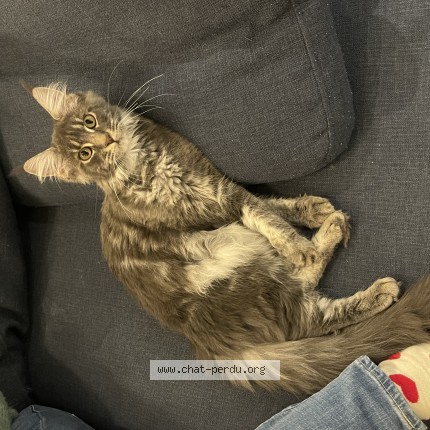 Photo de chat perdu à Tourcoing