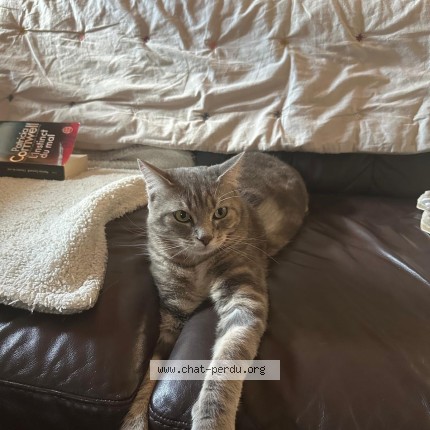 Photo de chat perdu à Mailley Chazelot